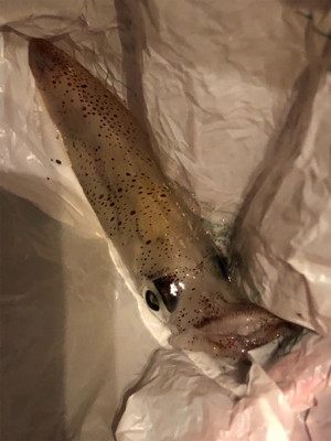 ケンサキイカ狙い