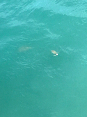 夏イカ釣れたー♪