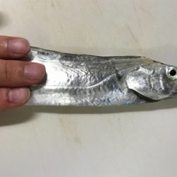 やっと刀狩りが開幕しましたね