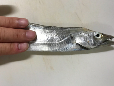 やっと刀狩りが開幕しましたね