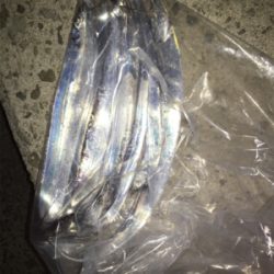 今年初 ワインド