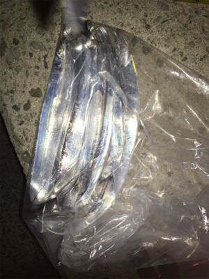 今年初 ワインド