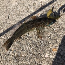 テキサスでロックフィッシュ