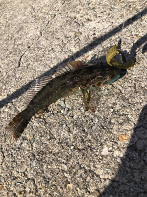 テキサスでロックフィッシュ