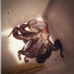 タチウオフィーバー！！邪道も？！