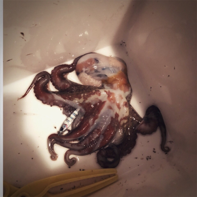 タチウオフィーバー！！邪道も？！