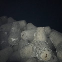 台風後の太刀魚調査