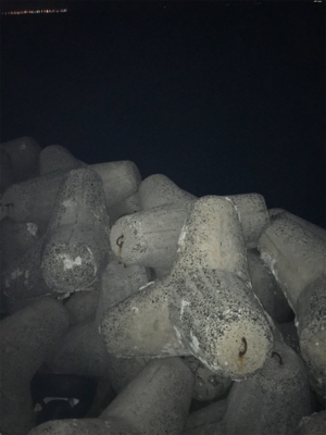 台風後の太刀魚調査