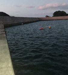 アコウ、アオリ調査