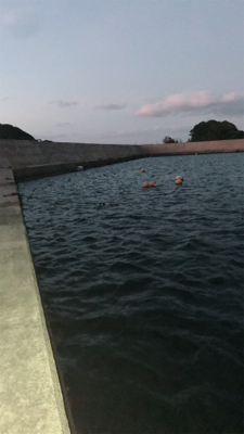 アコウ、アオリ調査