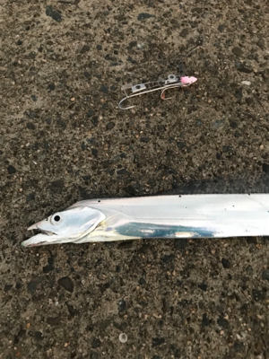 台風後のタチウオ調査