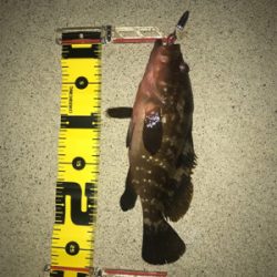 さっきのと合わせて、、