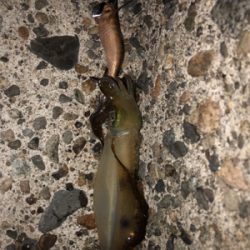 楽しい楽しいエギング！