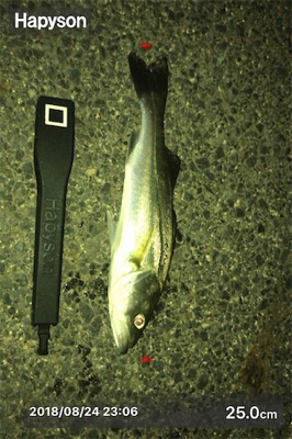 チーバスかと思えば…