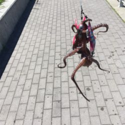 台風後のコスモ