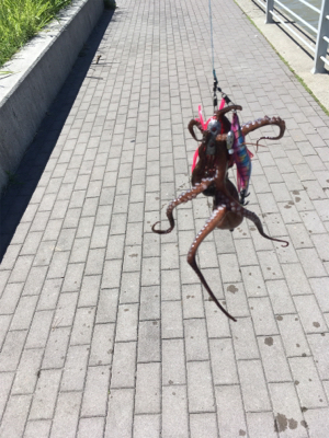 台風後のコスモ