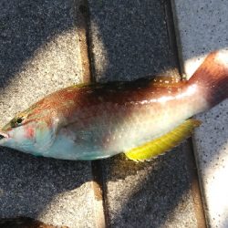 タチウオ渋かったが色々釣れた