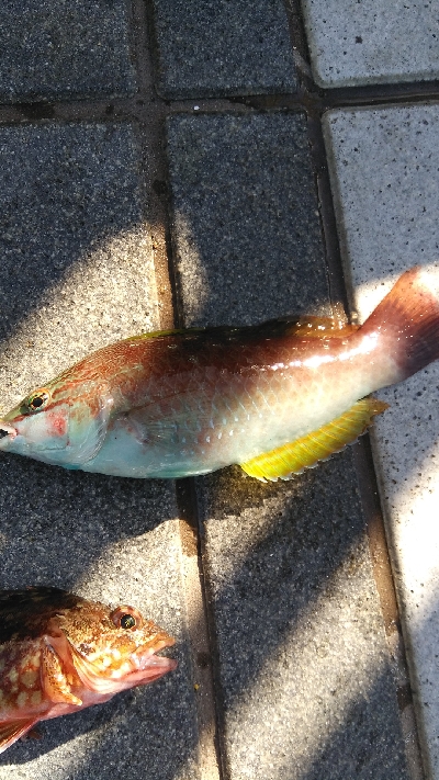 タチウオ渋かったが色々釣れた