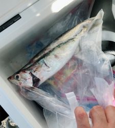 南港でタチウオ狙い