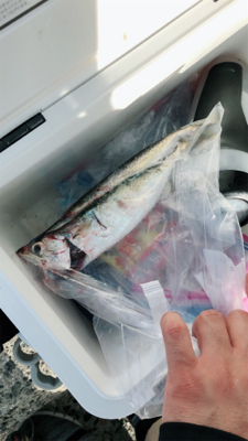 南港でタチウオ狙い