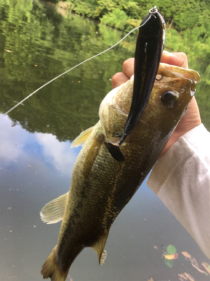 ８月２３日亀山湖バス釣り！