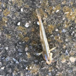 タチウオ入れ食い