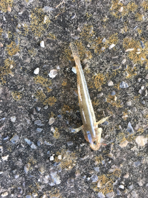 タチウオ入れ食い