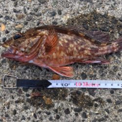 アコウに会いに