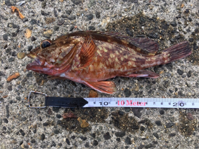 アコウに会いに