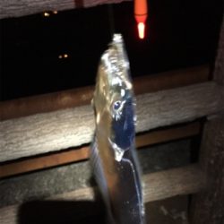 まだまだ小さい