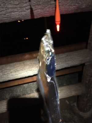 まだまだ小さい