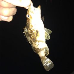 台風後のアジ調査