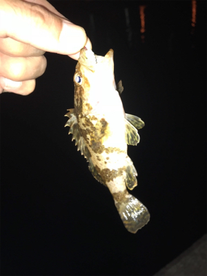 台風後のアジ調査