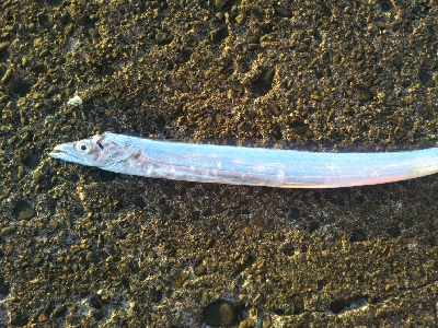 辰巳でタチウオ