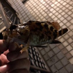 広島市内、夏メバル厳しく…