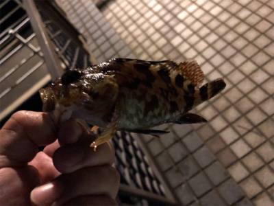 広島市内、夏メバル厳しく...