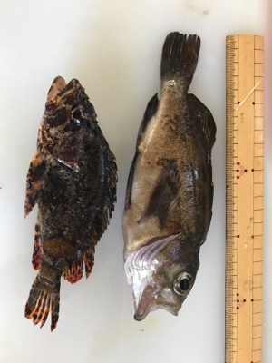 ロックフィッシュ