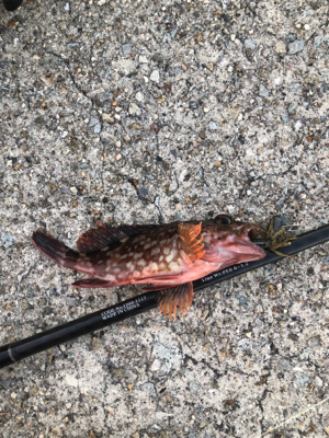 ロックフィッシュゲーム