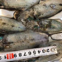 今日も朝からしゃくってきました！