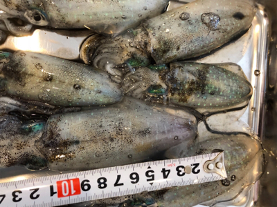 今日も朝からしゃくってきました！