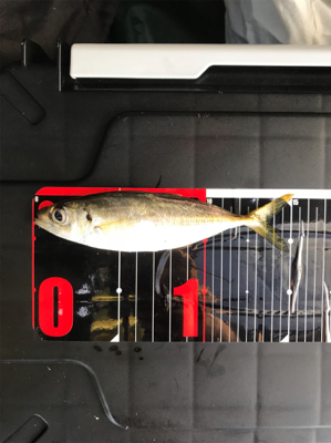 小アジに成長中