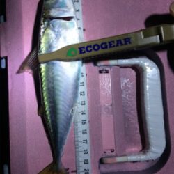 サーべリング(と言う名のアジング失敗