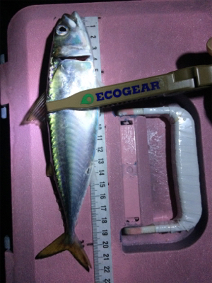 サーべリング(と言う名のアジング失敗