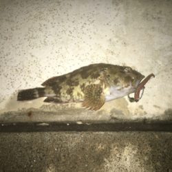 親父たちの釣行 第9弾 東舞鶴編