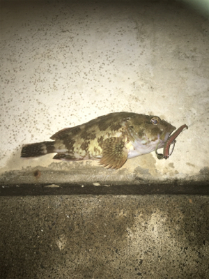 親父たちの釣行 第9弾 東舞鶴編