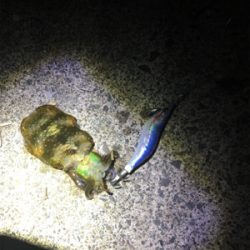 ケンサキイカ釣行