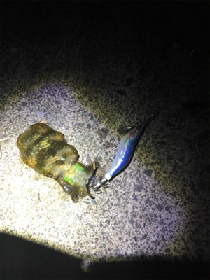 ケンサキイカ釣行