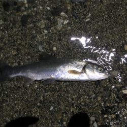 ウナギ釣り失敗