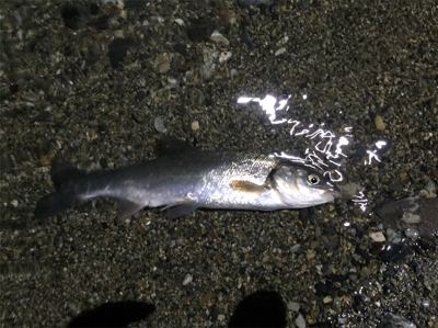 ウナギ釣り失敗