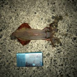 強風波高でケンサキ